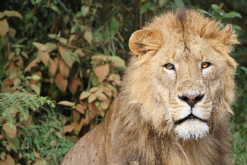 France - Arusha