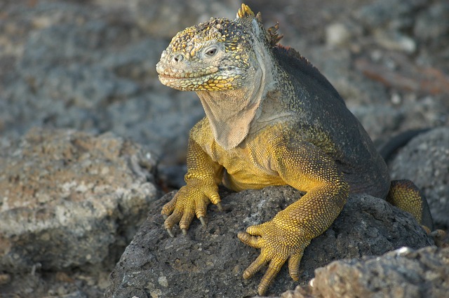 L’Equateur des Andes aux îles Galápagos