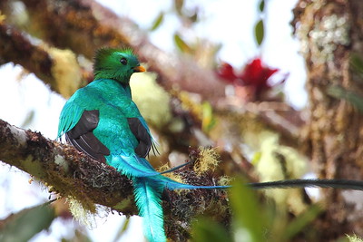 Tamarindo - San José - France