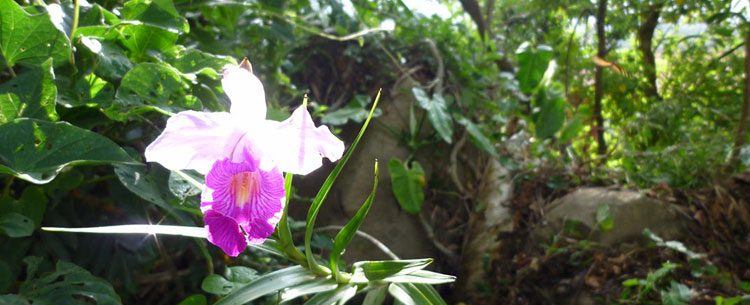 Orchidee dans la jungle costaricienne