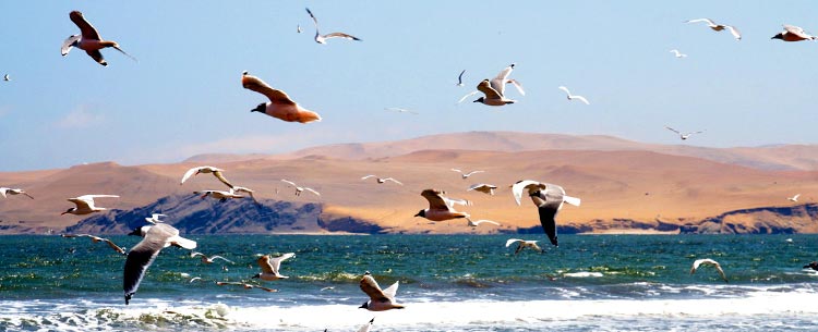 Paracas Pérou