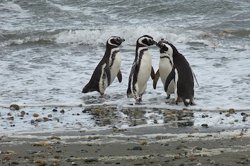 Puerto Natales - Punta Arenas - Santiago