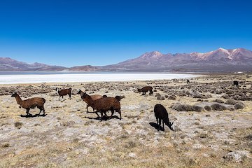 Arequipa - Puno