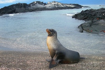 Isla Isabela : Tintoreras - Santa Cruz