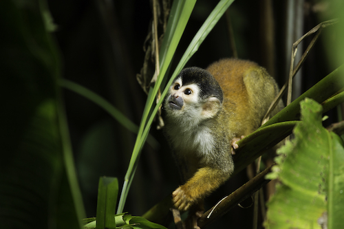 Péninsule d'Osa, Parc National Corcovado