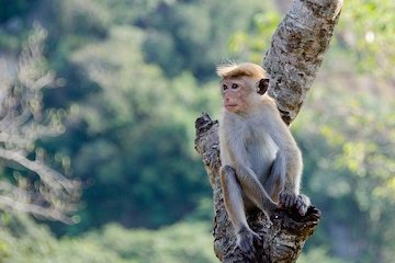 Kandy - Peradeniya - Matale - Sigiriya