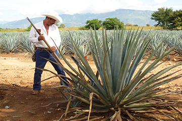 Guadalajara - Tequila