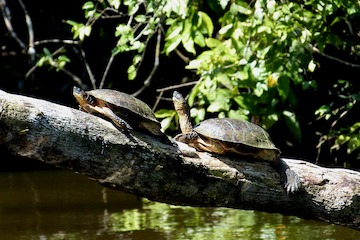 Tortuguero