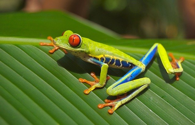 Découverte costaricienne : Pura Vida !