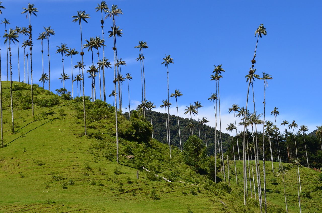 Pereira - Vallée de Cocora