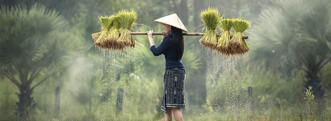 Plantation de Riz au Vietnam