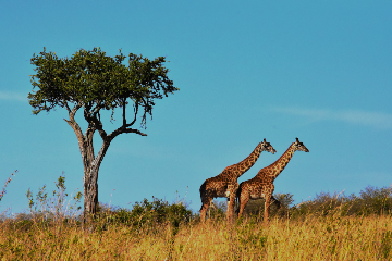 Safari en Tanzanie et plages de Zanzibar en privatif