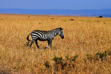 Parc National du Serengeti